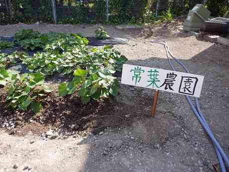DSCF4017